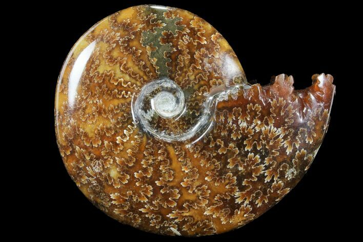 Polished, Agatized Ammonite (Cleoniceras) - Madagascar #94256